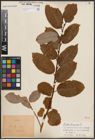 Foto von Salix caprea L.